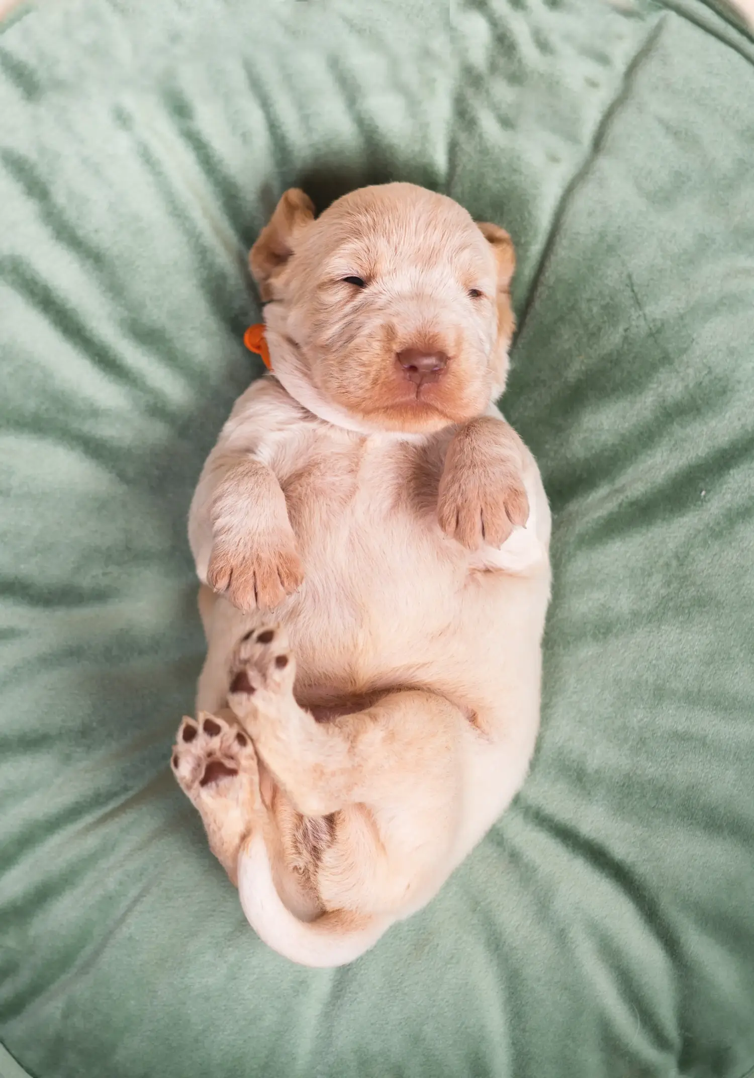 Приобретая щенка Spinone Italiano, вы берете на себя ответственность! Купить щенков породы Спиноне Итальяно.
