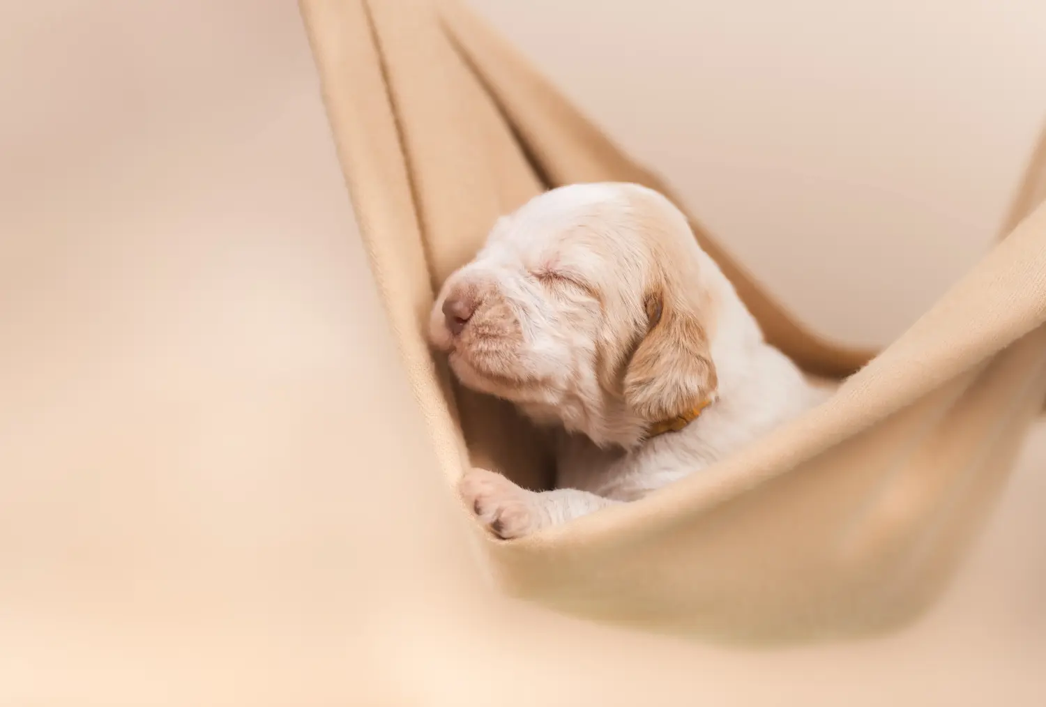 Приобретая щенка Spinone Italiano, вы берете на себя ответственность! Купить щенков породы Спиноне Итальяно.