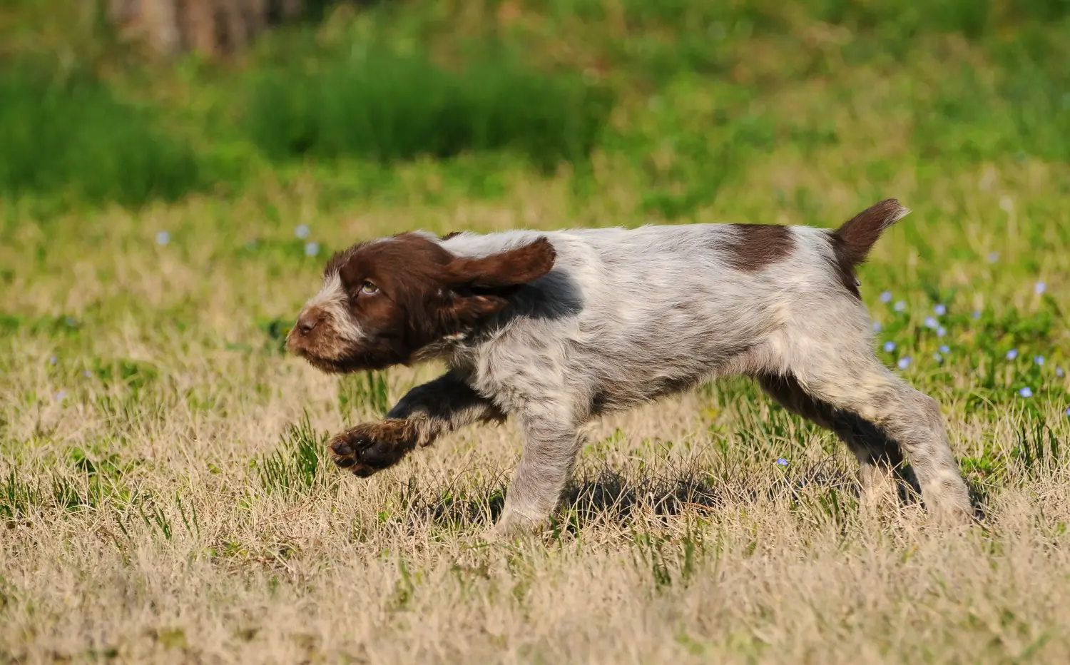 Приобретая щенка Spinone Italiano, вы берете на себя ответственность! Купить щенков породы Спиноне Итальяно.