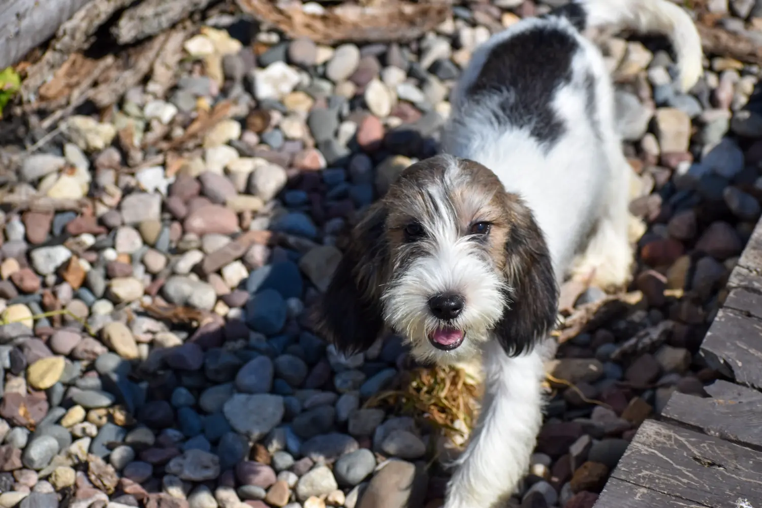 Покупая щенка Petit Basset Griffon Vendéen, вы берете на себя ответственность! Щенки Petit Basset Griffon Vendéen для продажи.