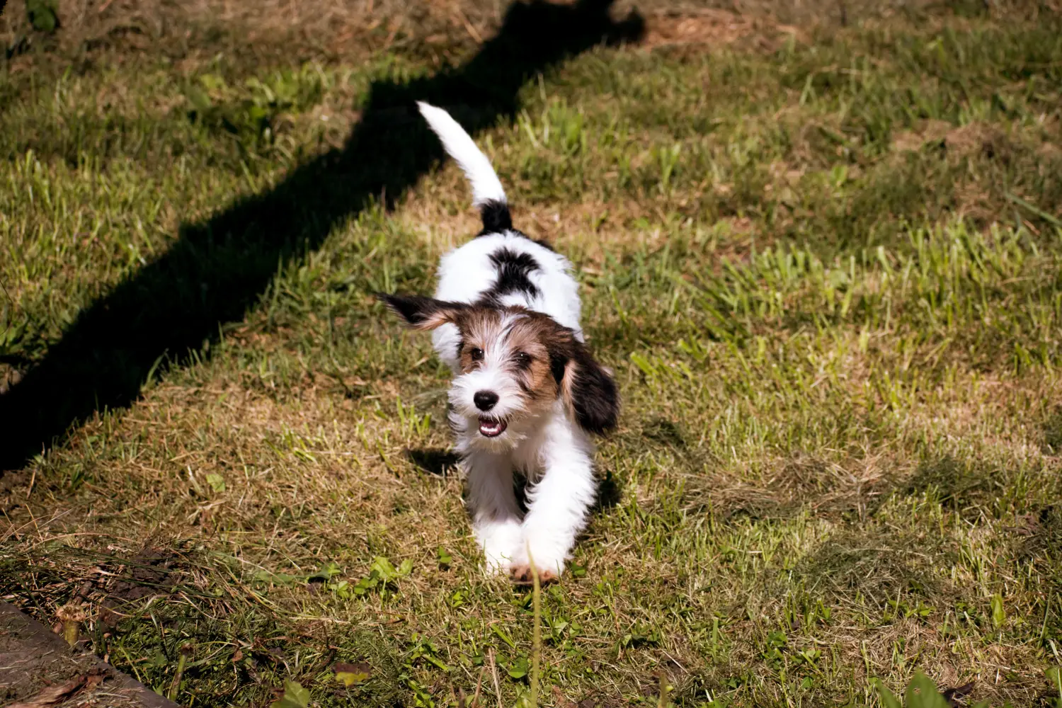 Покупая щенка Petit Basset Griffon Vendéen, вы берете на себя ответственность! Щенки Petit Basset Griffon Vendéen для продажи.