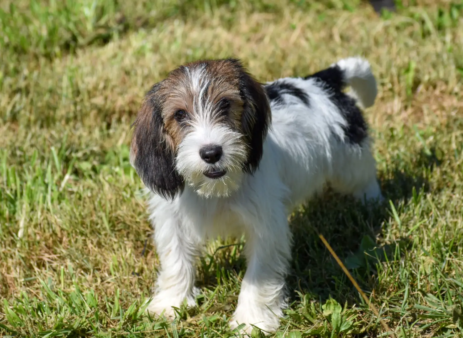 Покупая щенка Petit Basset Griffon Vendéen, вы берете на себя ответственность! Щенки Petit Basset Griffon Vendéen для продажи.
