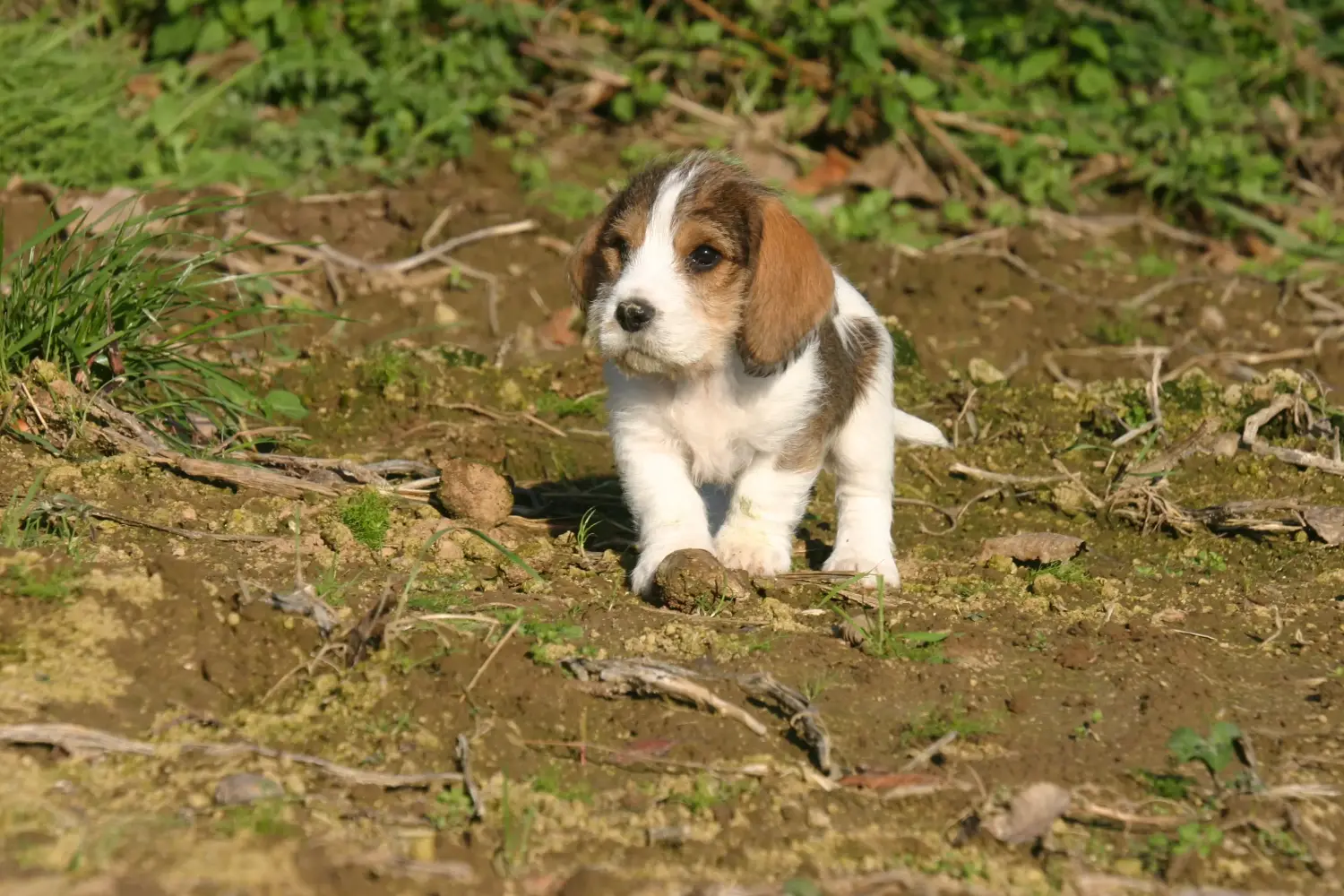 Покупая щенка Petit Basset Griffon Vendéen, вы берете на себя ответственность! Щенки Petit Basset Griffon Vendéen для продажи.