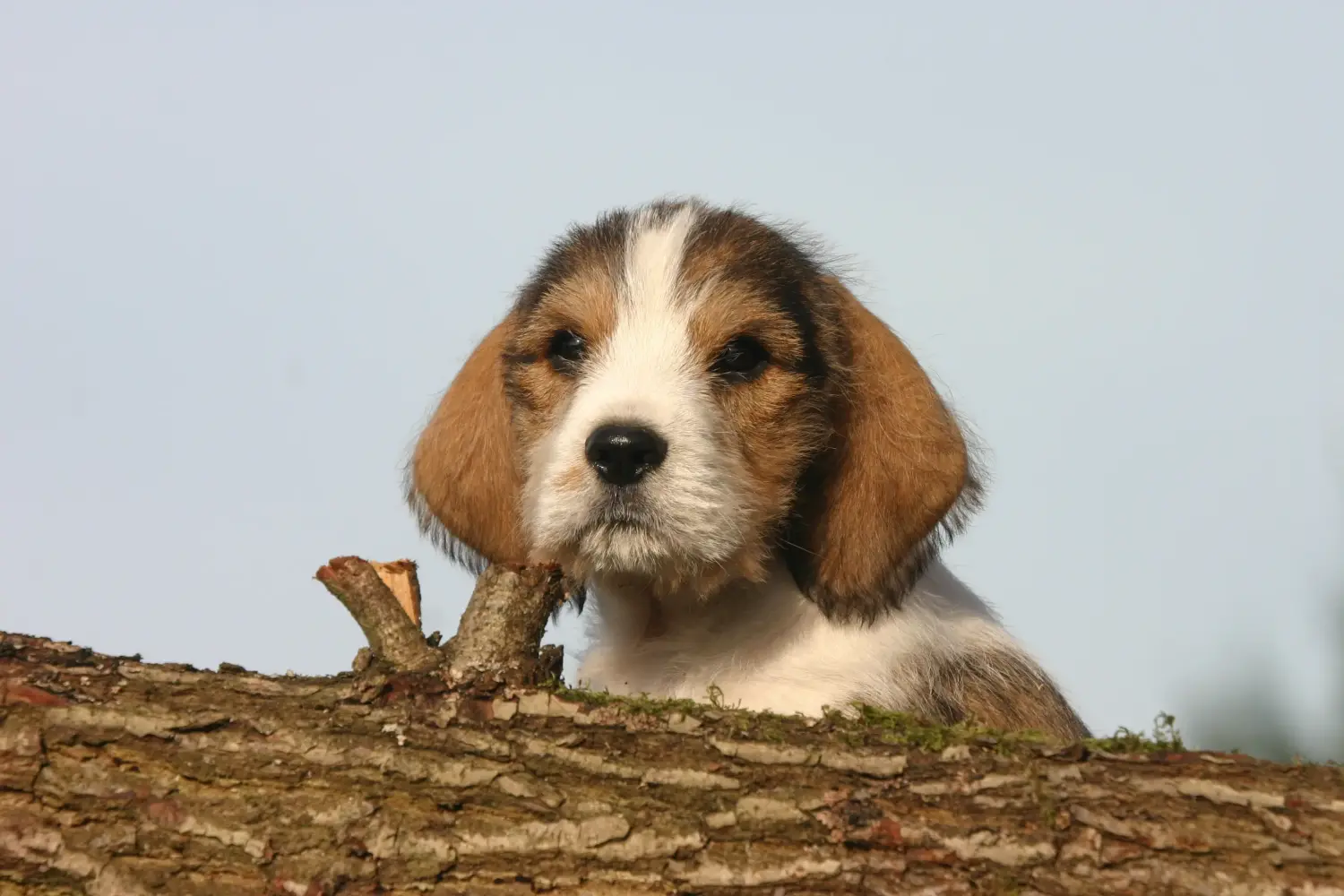 Покупая щенка Petit Basset Griffon Vendéen, вы берете на себя ответственность! Щенки Petit Basset Griffon Vendéen для продажи.