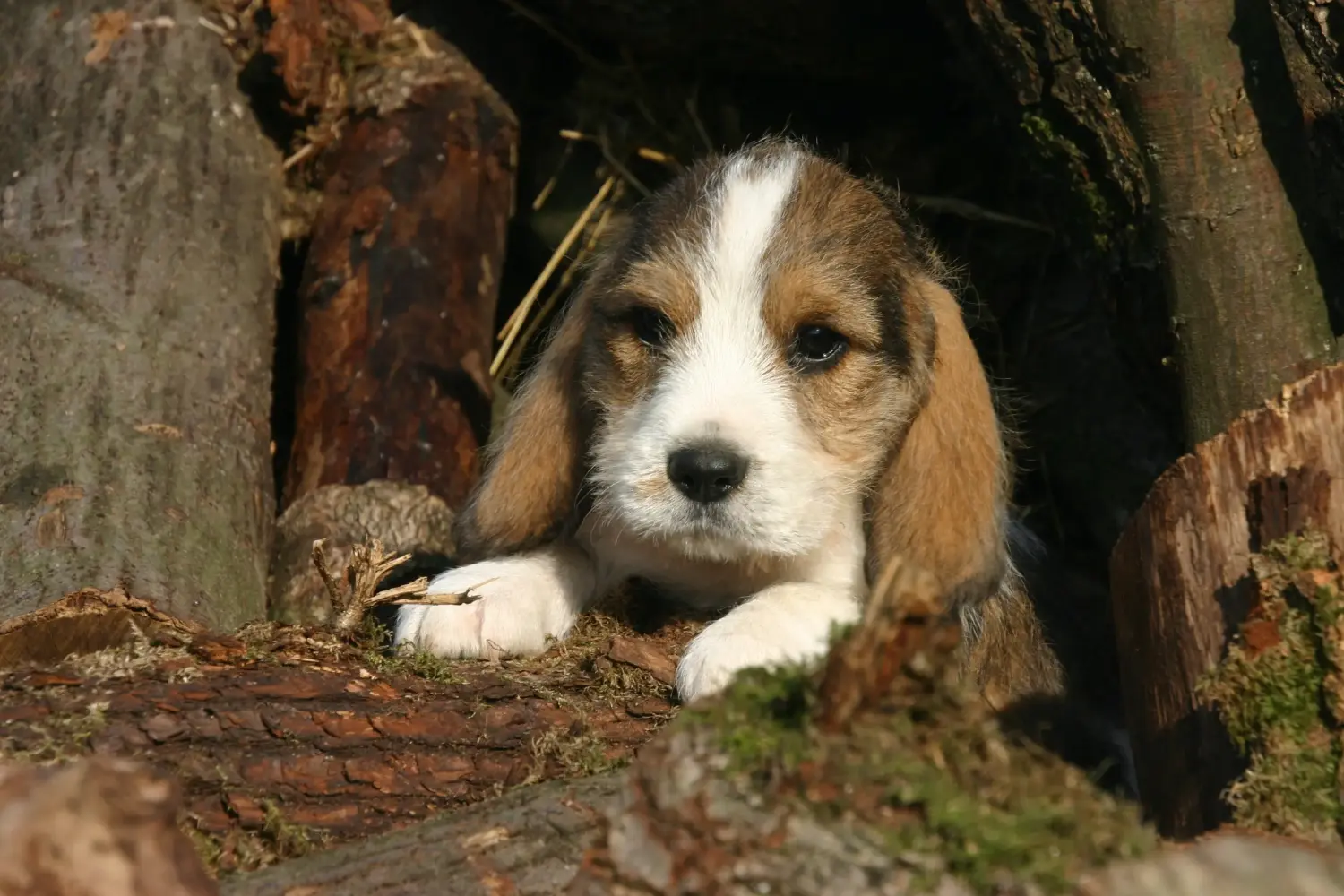 Покупая щенка Petit Basset Griffon Vendéen, вы берете на себя ответственность! Щенки Petit Basset Griffon Vendéen для продажи.