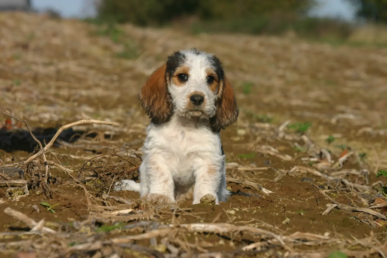 Покупая щенка Petit Basset Griffon Vendéen, вы берете на себя ответственность! Щенки Petit Basset Griffon Vendéen для продажи.