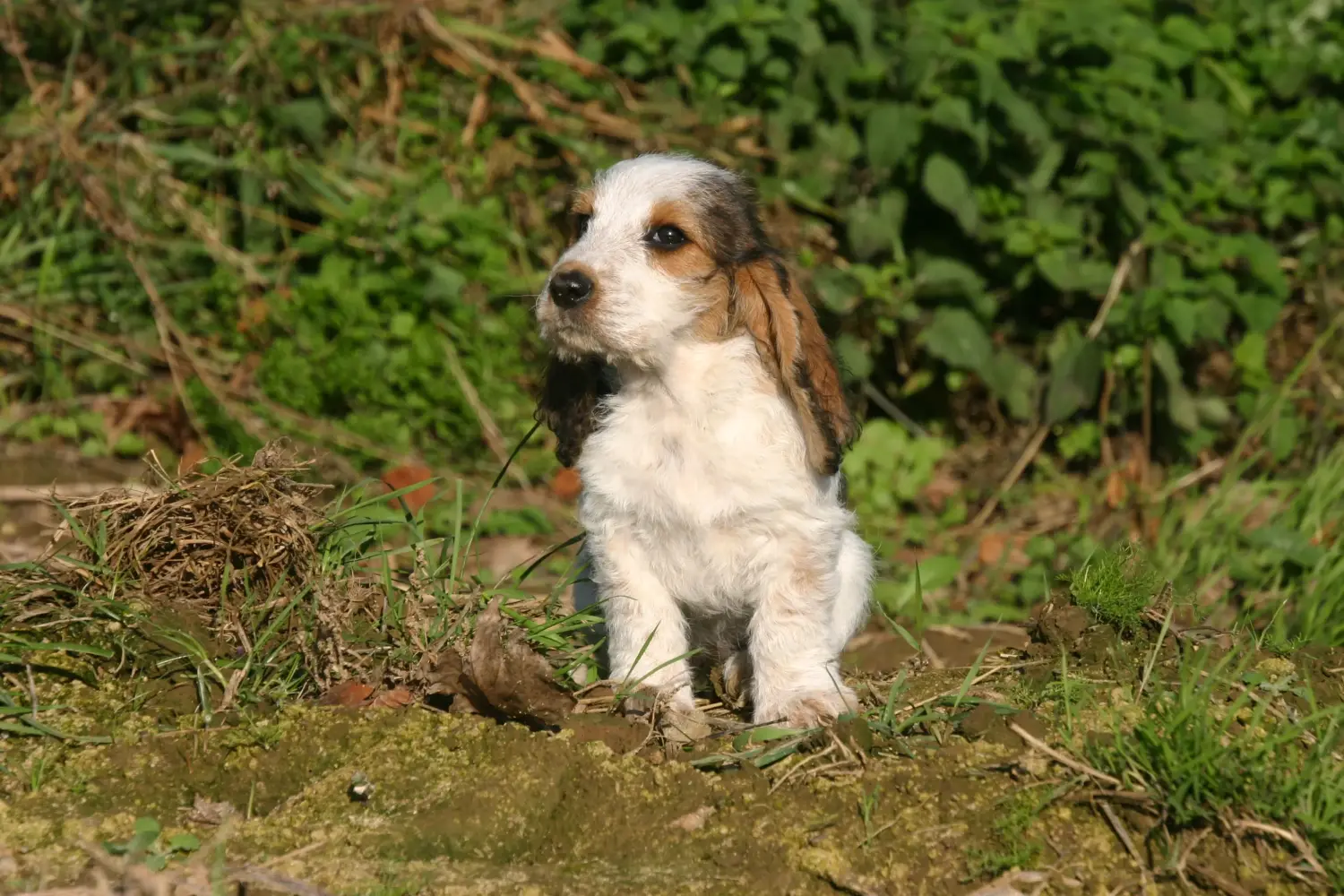 Покупая щенка Petit Basset Griffon Vendéen, вы берете на себя ответственность! Щенки Petit Basset Griffon Vendéen для продажи.