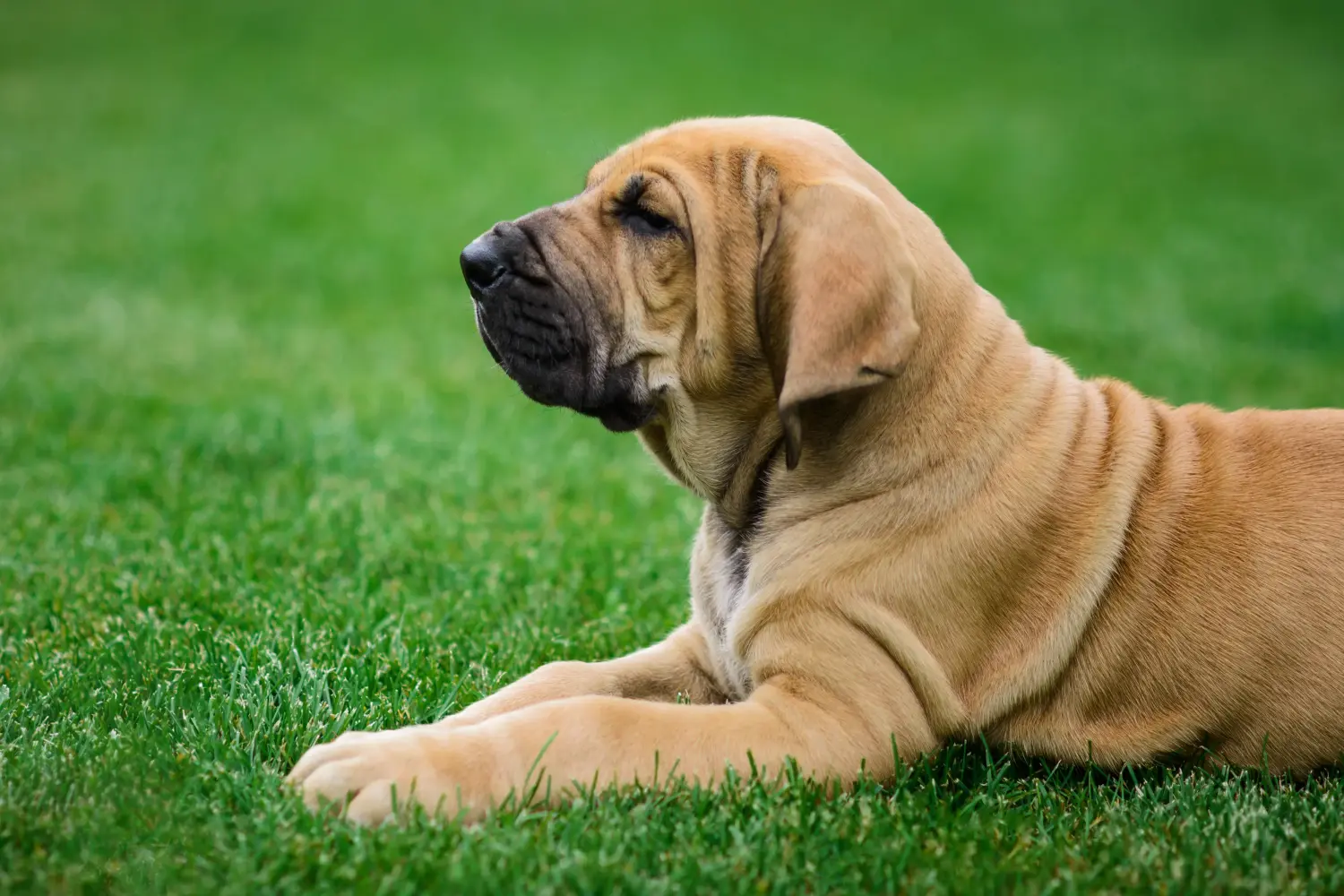 Покупая щенка Fila Brasileiro, вы берете на себя ответственность! Купить щенков Fila Brasileiro.