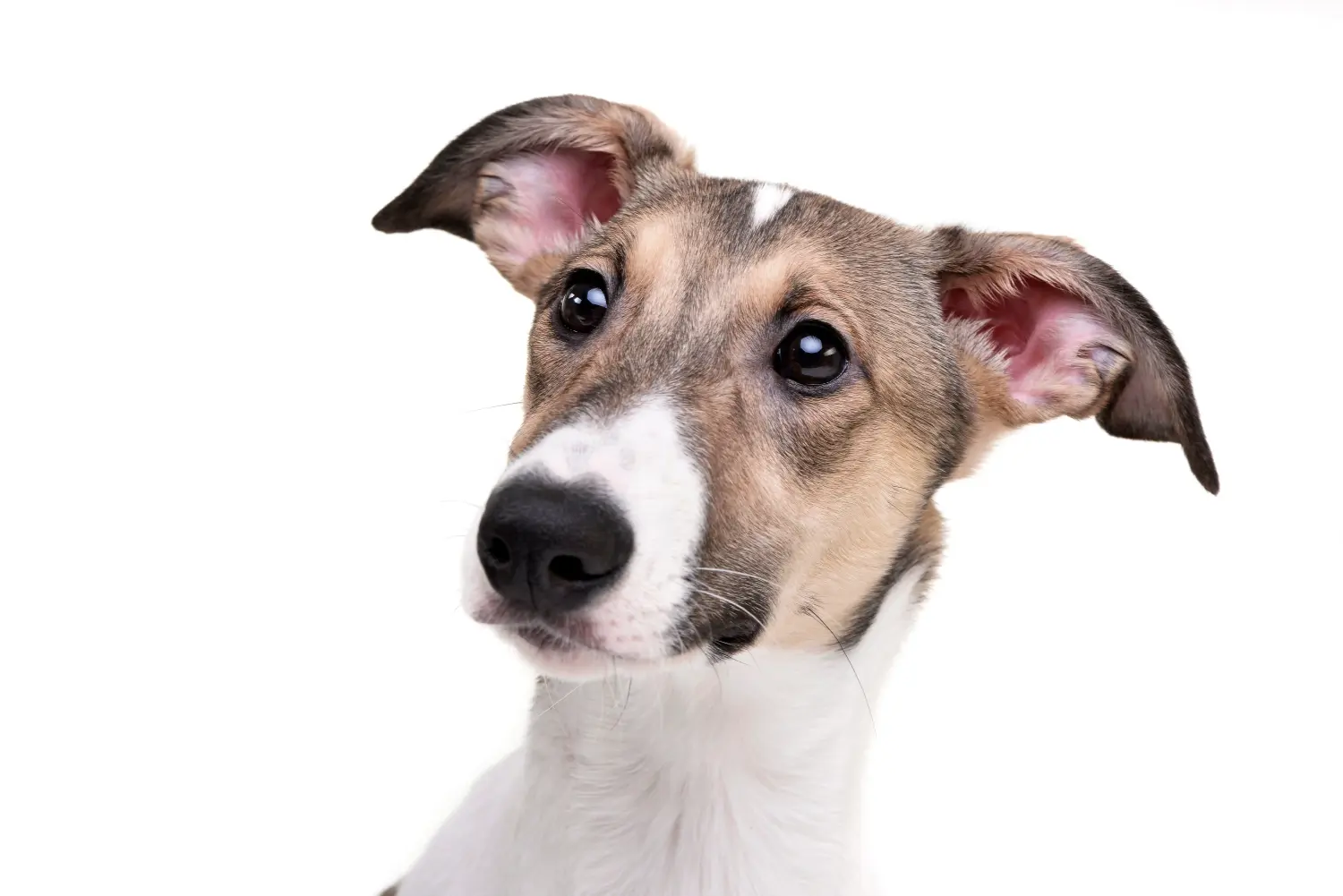 Покупая щенка породы Мадьяр Агар, вы берете на себя ответственность! Купить щенков породы Мадьярский агар.