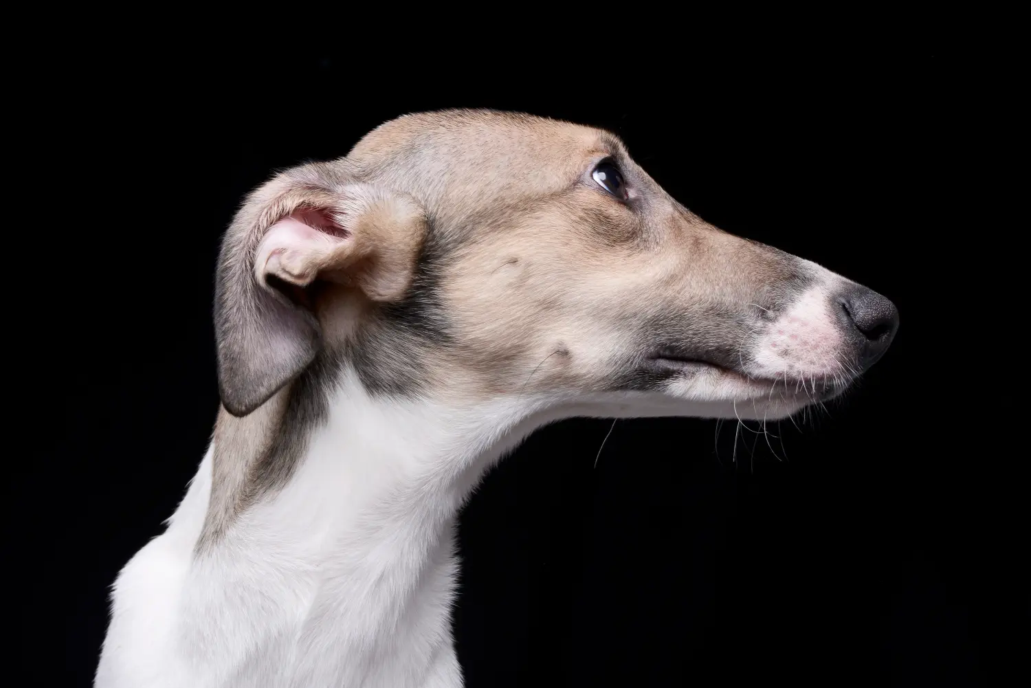 Покупая щенка породы Мадьяр Агар, вы берете на себя ответственность! Купить щенков породы Мадьярский агар.