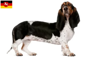 Подробнее о статье Заводчики и щенки Basset Artésien Normand в Нижней Саксонии