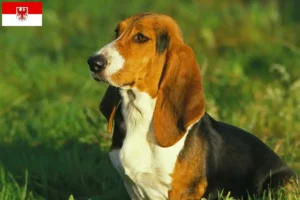 Подробнее о статье Заводчики и щенки Basset Artésien Normand в Бранденбурге