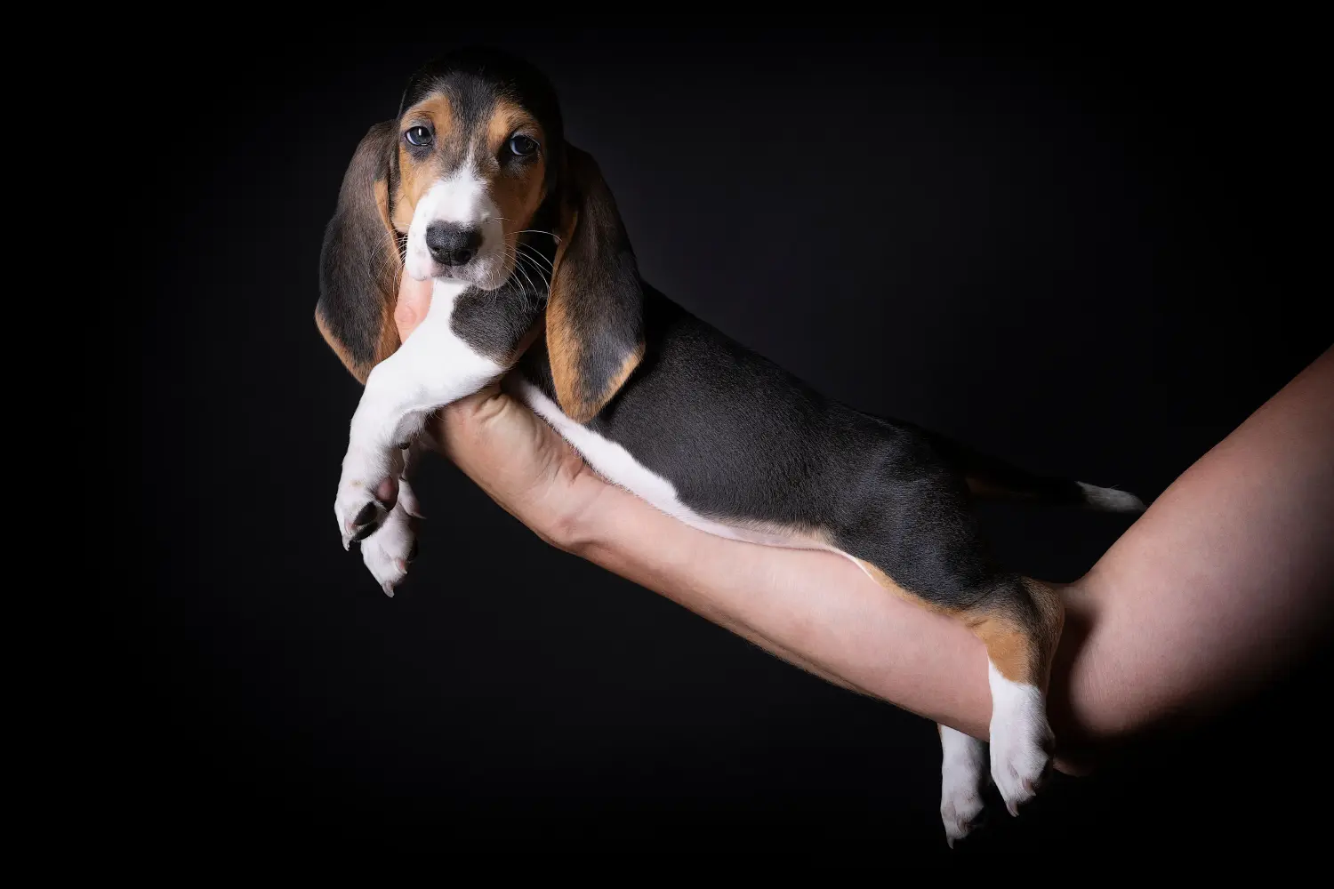 Покупка щенка Basset Artésien Normand означает принятие ответственности! Купить щенков Бассет Артезиен Норманд.