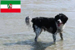 Подробнее о статье Заводчики и щенки собак породы Фризийская водяная собака в Северном Рейне-Вестфалии