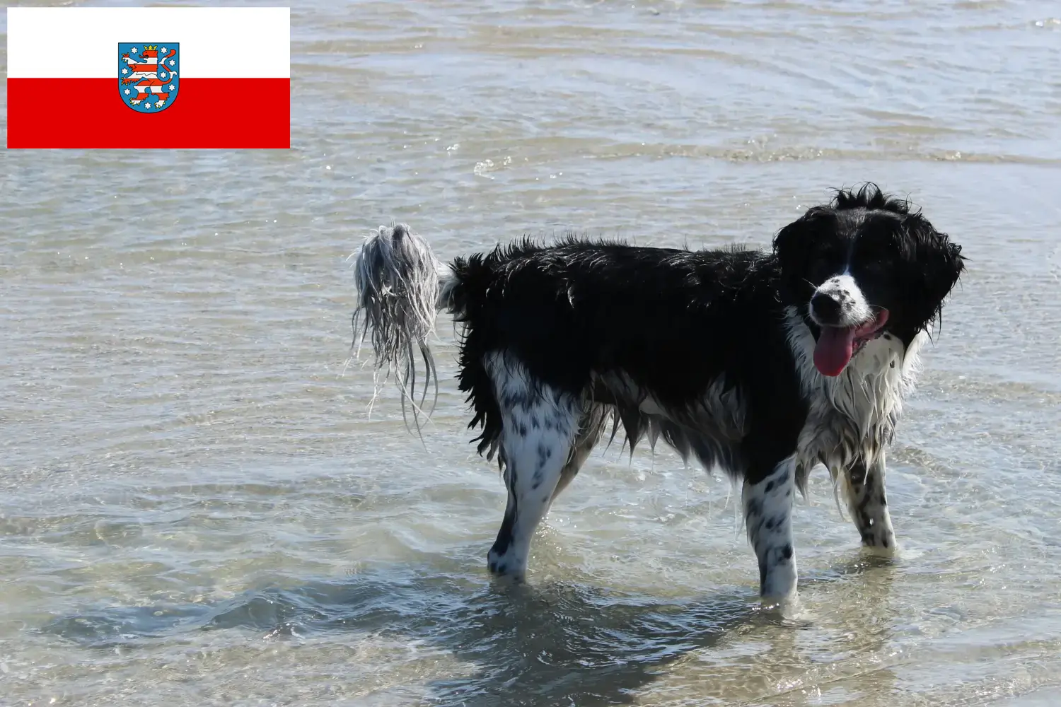 Подробнее о статье Заводчики и щенки собак породы Фризийская водяная собака в Тюрингии