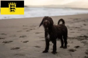 Подробнее о статье Заводчики и щенки ирландского водяного спаниеля в Баден-Вюртемберге