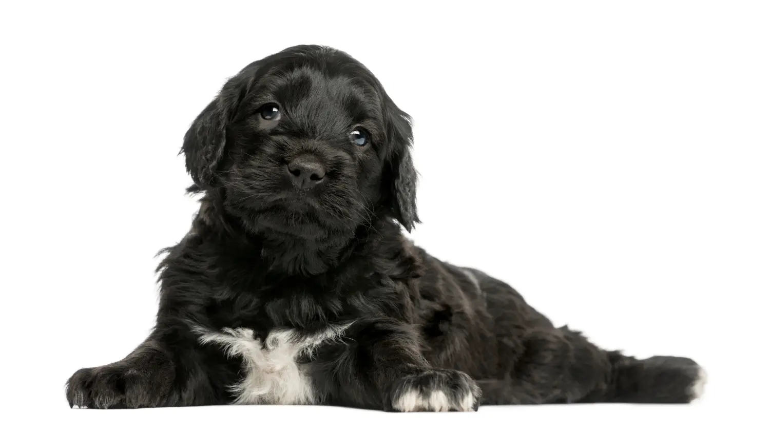 Покупка щенка Cão de Agua português означает принятие ответственности! Купить щенков породы Као де Агуа.