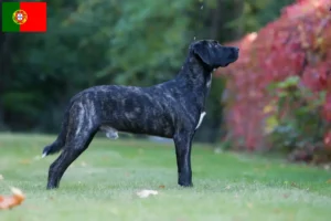 Подробнее о статье Заводчики и щенки Cão Fila de São Miguel в Португалии