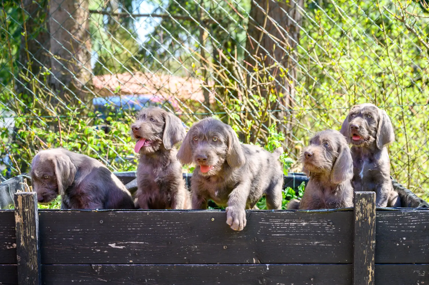 Приобретая щенка словацкой проволочной шерсти, вы берете на себя ответственность! Купить щенков словацкой проволочной шерсти.