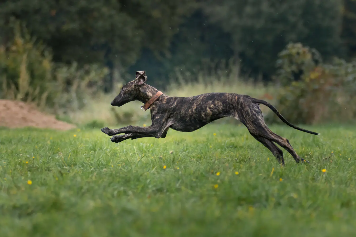 Купить щенка Galgo Espanol - значит взять на себя ответственность! Купить щенков Гальго Эспаньол.