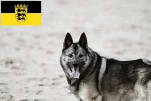 Подробнее о статье Заводчики и щенки норвежского элкхаунда в Баден-Вюртемберге