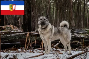 Подробнее о статье Заводчики и щенки норвежского элкхаунда в Шлезвиг-Гольштейне