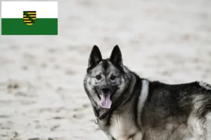 Подробнее о статье Заводчики и щенки норвежских элкхаундов в Саксонии