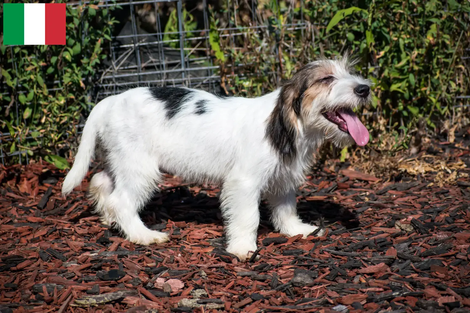 Щенки и заводчики Petit Basset Griffon Vendéen Италия Найдите заводчиков Petit Basset Griffon Vendéens в Италии.