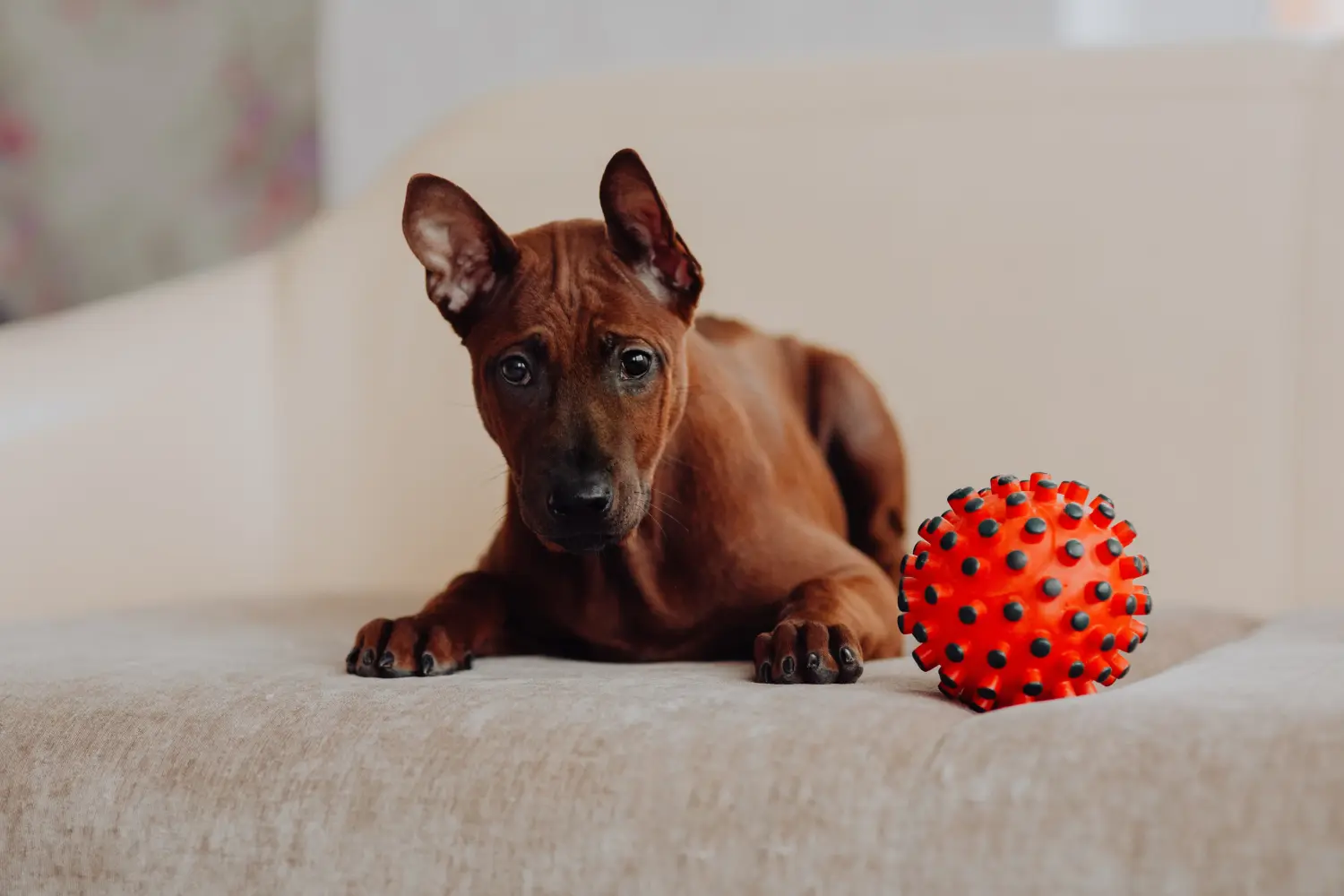 Купить щенка тайского риджбека - значит взять на себя ответственность! Купить щенков тайского риджбека.