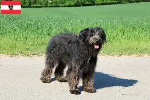 Подробнее о статье Заводчики и щенки Bouvier des Flandres в Австрии