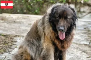 Подробнее о статье Заводчики и щенки Cão Da Serra Da Estrela в Австрии