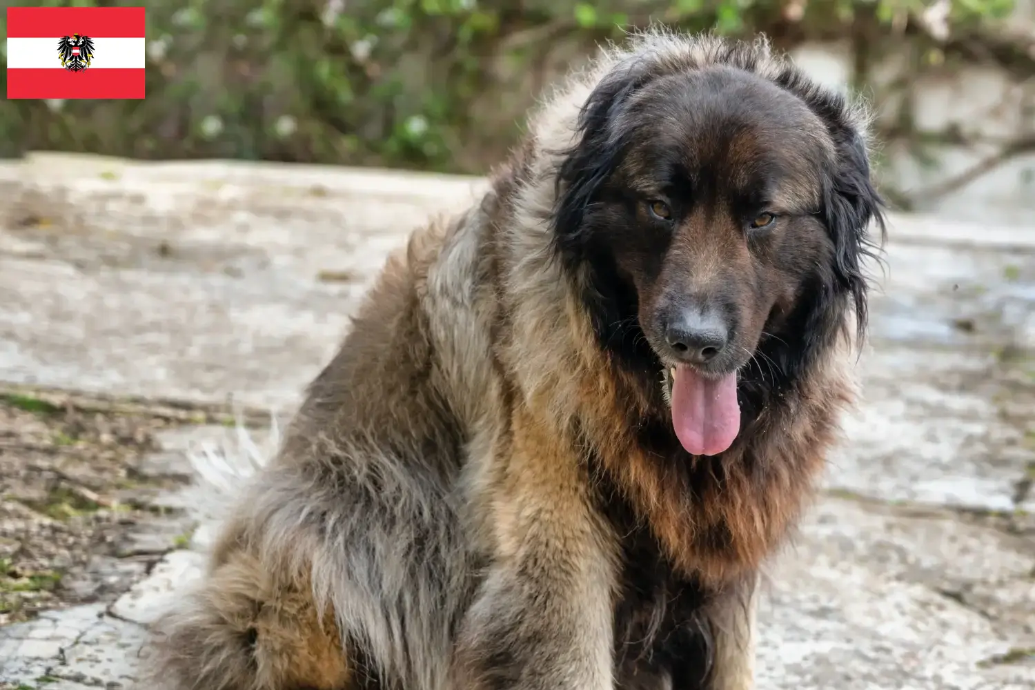 Подробнее о статье Заводчики и щенки Cão Da Serra Da Estrela в Австрии