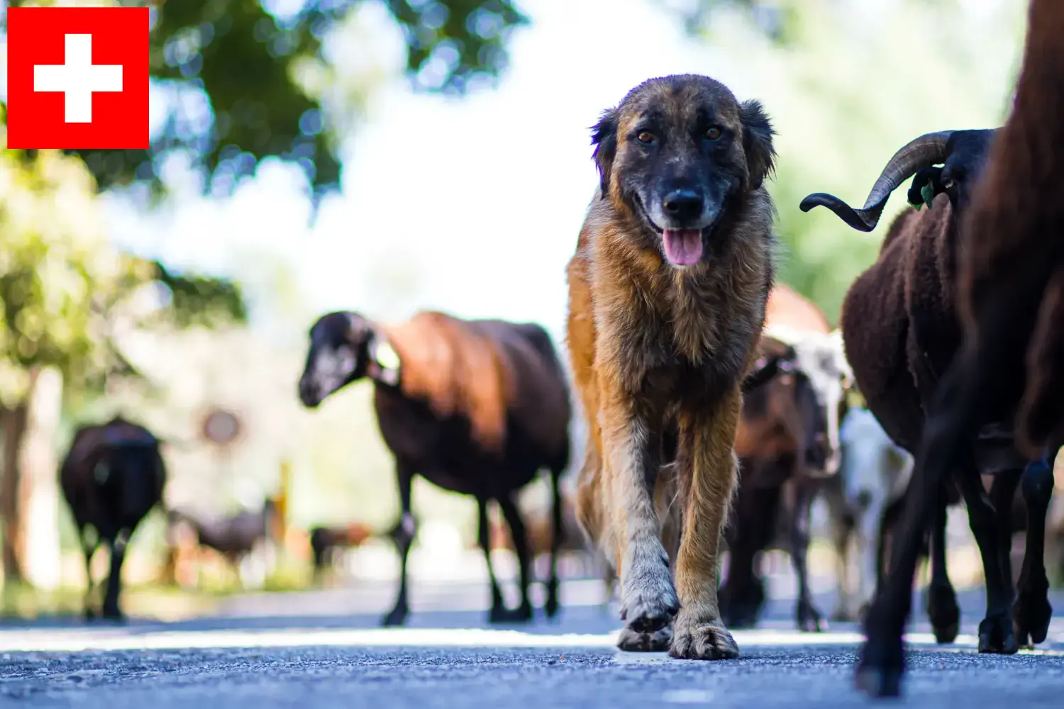 Подробнее о статье Заводчики и щенки Cão Da Serra Da Estrela в Швейцарии