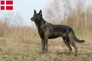 Подробнее о статье Заводчики и щенки породы Голландский хердерсхонд в Дании
