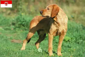Подробнее о статье Заводчики и щенки Griffon Fauve de Bretagne в Бранденбурге