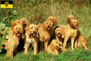 Подробнее о статье Заводчики и щенки Griffon Fauve de Bretagne в Баден-Вюртемберге