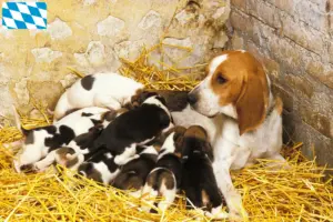 Подробнее о статье Заводчики и щенки Chien d’Artois в Баварии