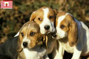Подробнее о статье Заводчики и щенки Chien d’Artois в Бремене