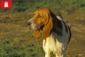 Подробнее о статье Заводчики и щенки Chien d’Artois в Гамбурге
