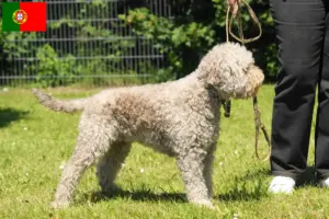 Подробнее о статье Заводчики и щенки Lagotto Romagnolo в Португалии
