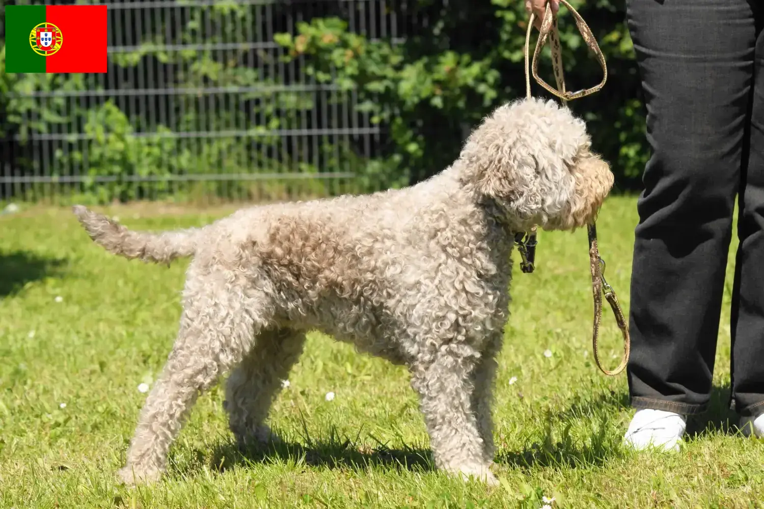 Подробнее о статье Заводчики и щенки Lagotto Romagnolo в Португалии