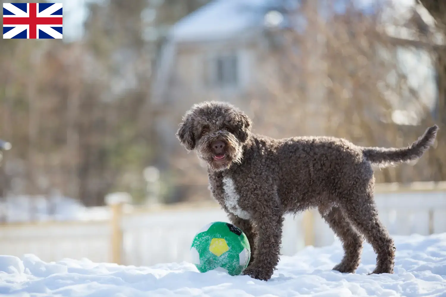 Подробнее о статье Заводчики и щенки Lagotto Romagnolo в Великобритании