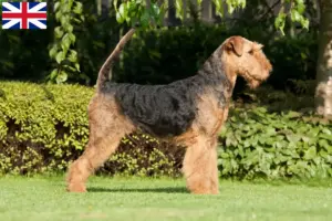 Подробнее о статье Заводчики и щенки Airedale Terrier в Великобритании